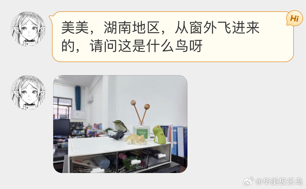 #鸟粉投稿# 飞办公室的【黄腰柳莺】落脚的地方好好玩！ ​​​