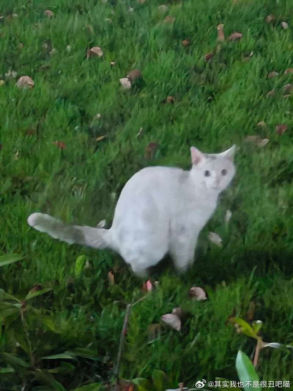 50111【丑猫】心灵丑，随地大小拉 
