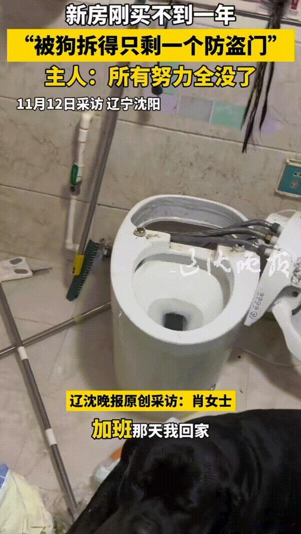 被气笑了！黑龙江，女子加班回到家后发现很异常，因为狗狗没有在家门口迎接她。她直接