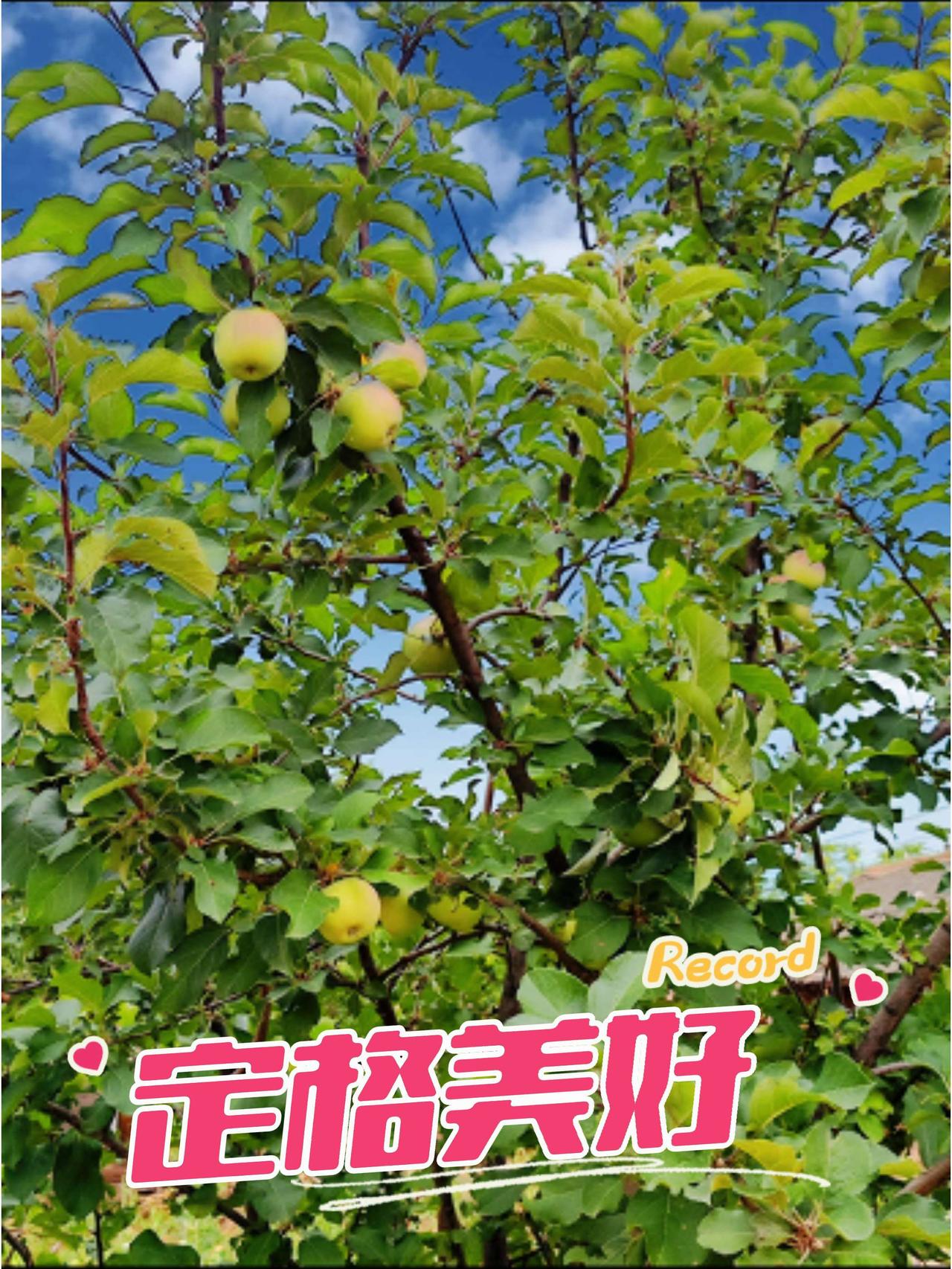 新鲜采摘 抖音新农人 三农 抖音助农扶农 乡村振兴dou行动