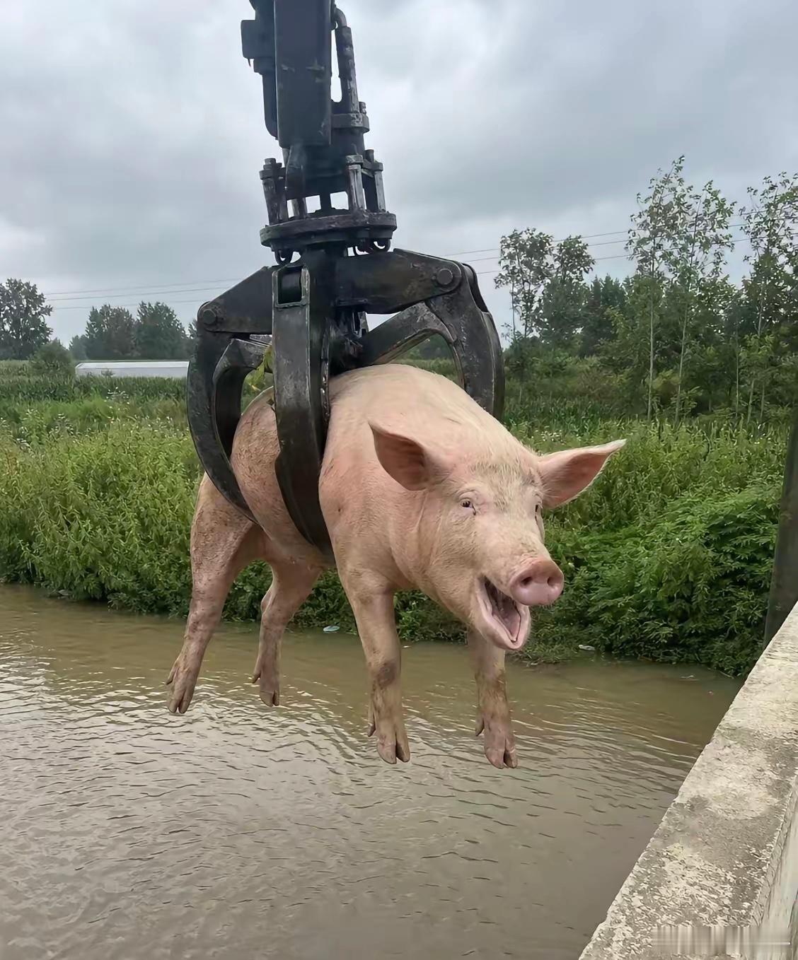 夹娃娃猪猪🐷坐好了准备起飞 