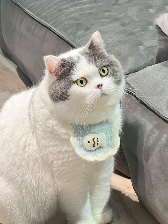 人，你吃的啥让咪也吃一口吧