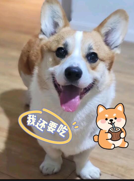 人家的柯基肥肥胖胖的，走起路来小屁股一扭一扭的，特别可爱 	 但是吧...