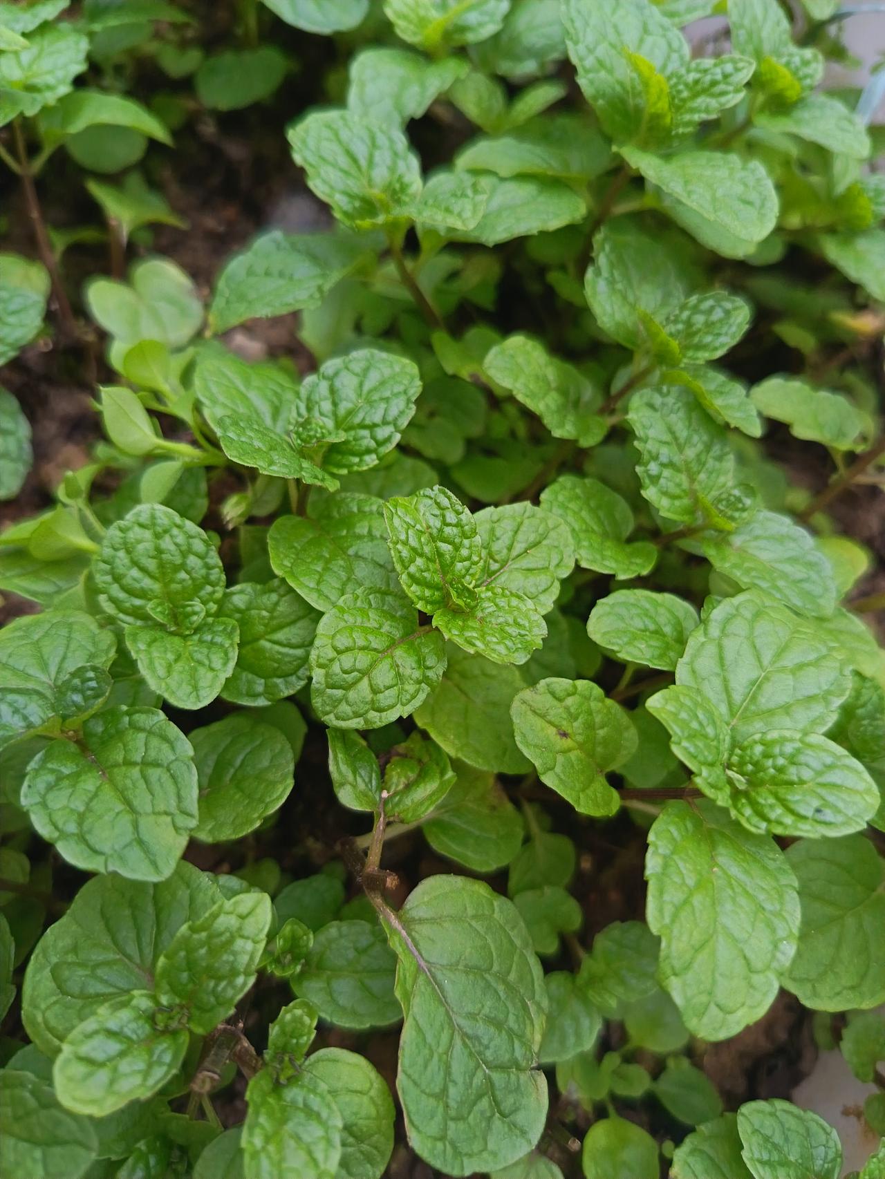 万能生活指南小时候被长辈按着灌了一大杯薄荷水，那股凉意在喉咙里炸开，像吞了口碎冰