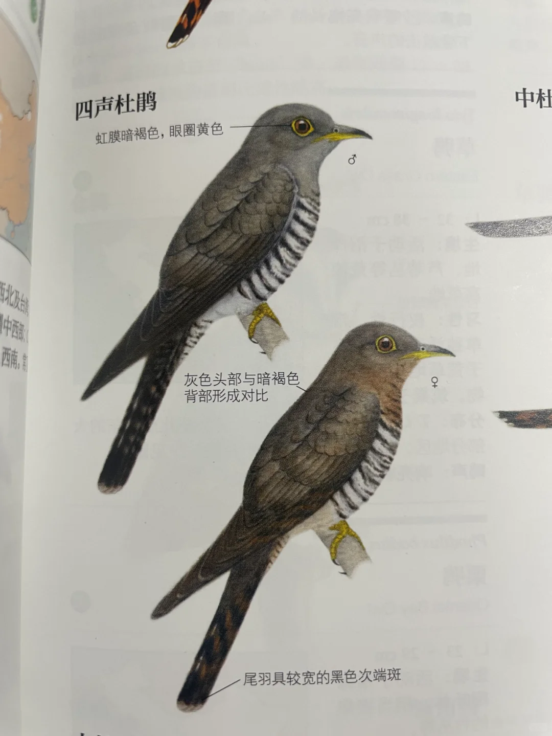 这种鸟和光棍节有点关系