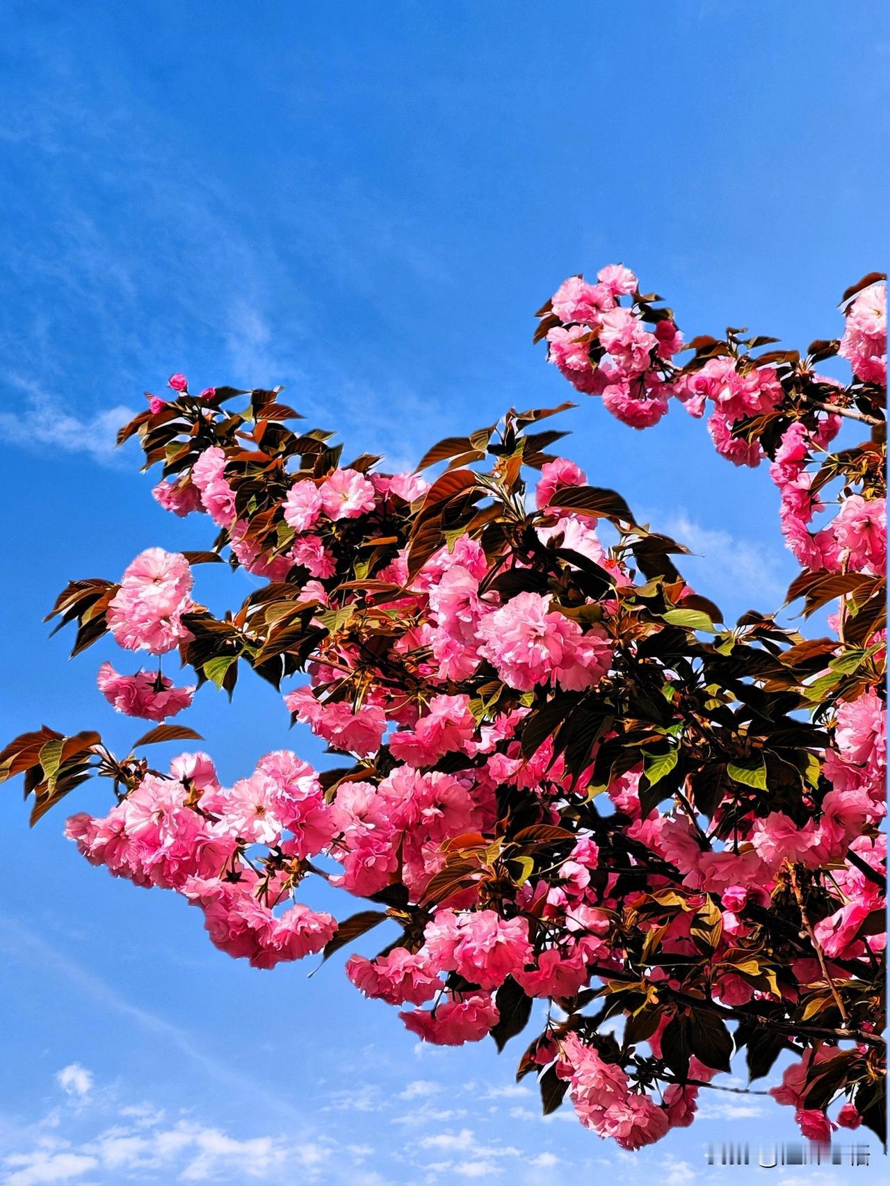 粉嫩樱花绽满枝，春意盎然美如画！🌸🌸🌸