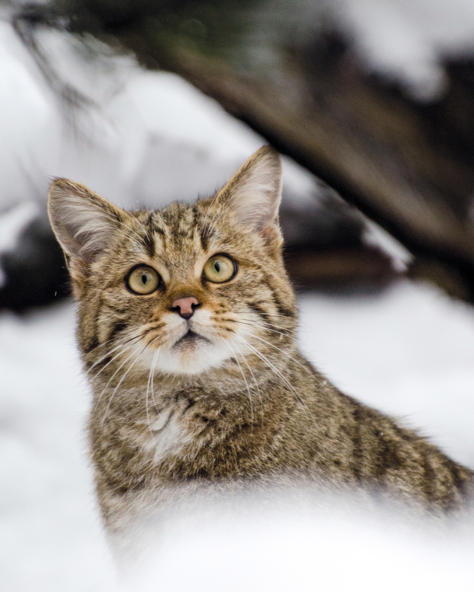 瑞士戈尔道自然动物园的欧洲野猫~在看下雪~这一脸纯良的样子真的很家猫【ins：t