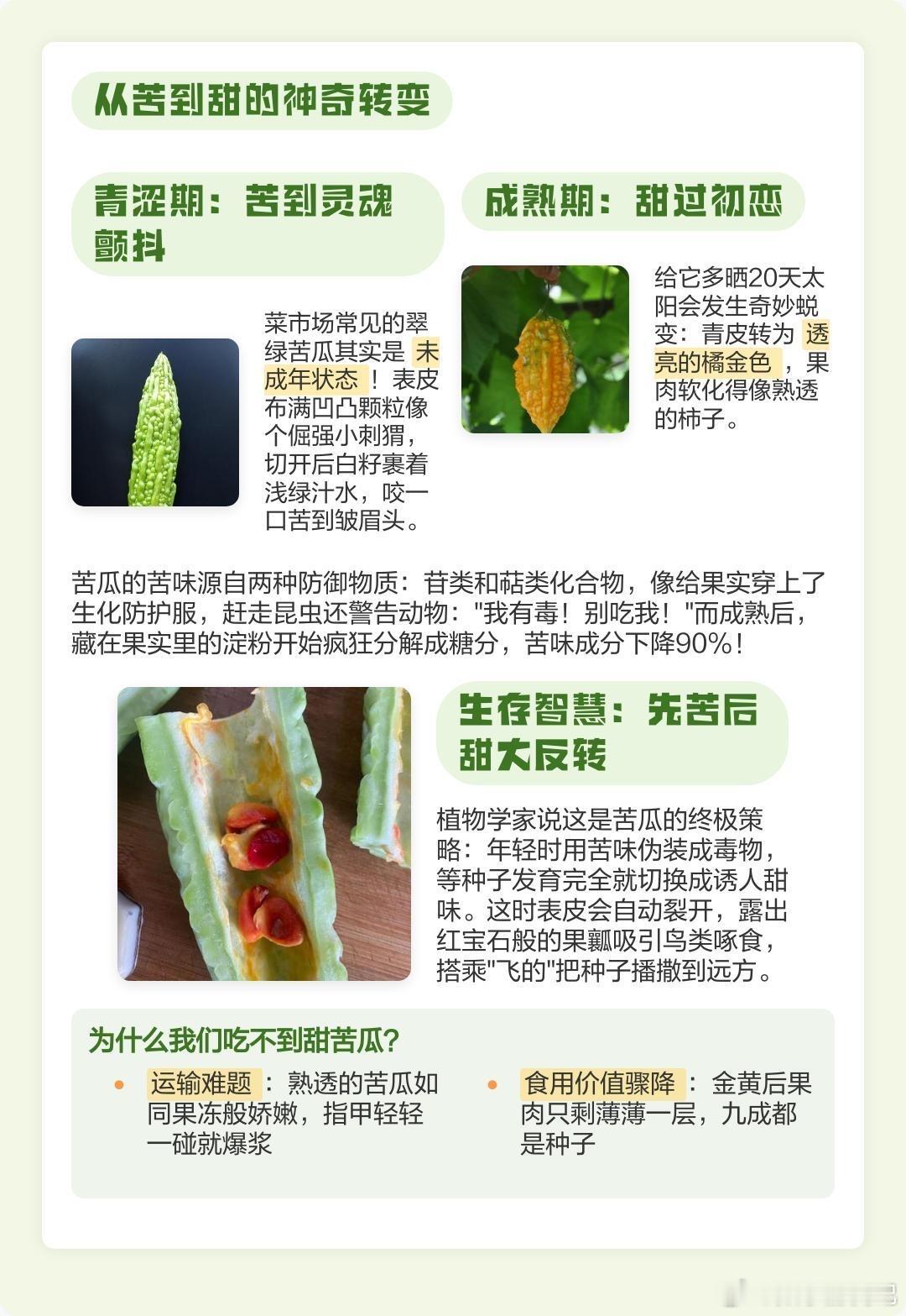 颜值担当的甜苦瓜，两三个月，苦瓜已经可以留种咯。原来苦瓜熟了以后是甜的