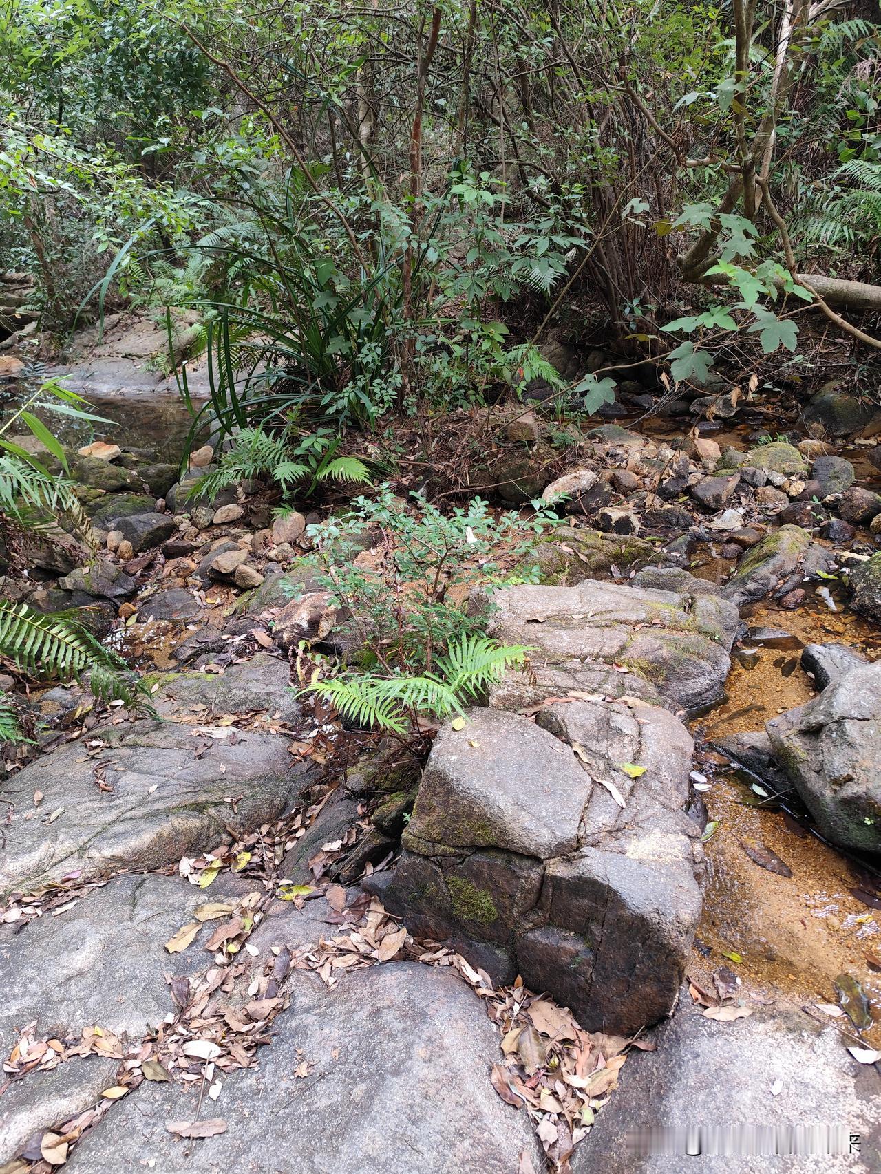 一千年后，佳人是黑妞，闺秀也是黑妞，文脉未断，根脉不存。
华夏美女们，你们还丁克