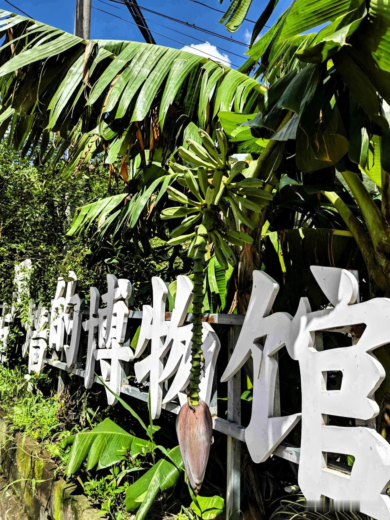 昨天在棠岙村，偶遇一棵结满果实的香蕉树，在华东还是第一次见到结果的香蕉树。

青