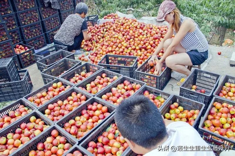 立夏见三新，夏天没烦恼”


“立夏三新”又称立夏三鲜，是我国民间的饮食习俗。“