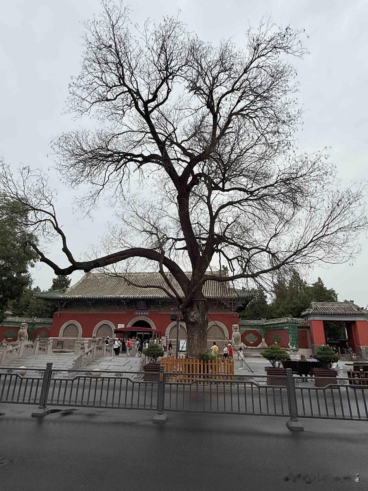 隆兴寺门口这棵树可能是所有正定人的痛