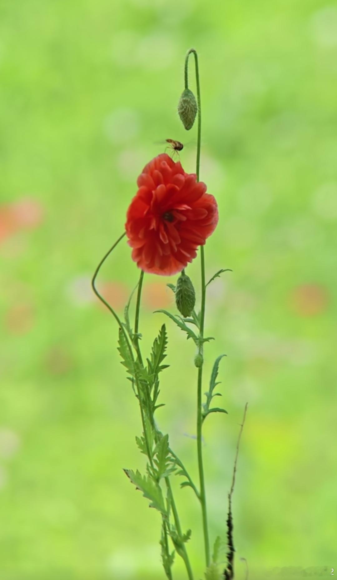 洋洋高锐～一丛花·吗◎来到……旷野才发现……五百年前的世界依然……如顾◎她……呢