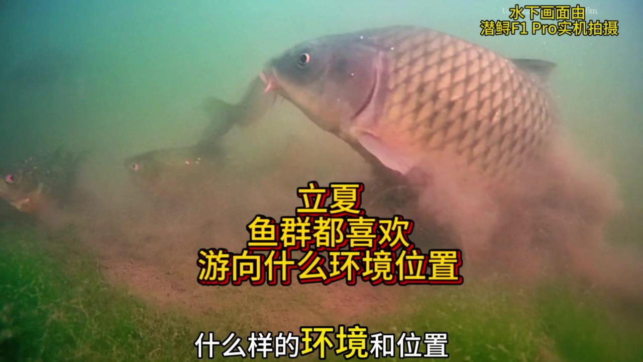 ✨立夏以后还能不能钓鲫鱼？此时的鲫鱼都喜欢待在什么样的环境和位置？

立夏是二十