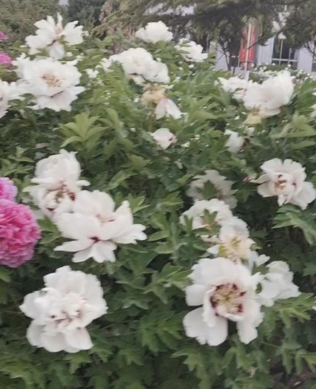 河州牡丹