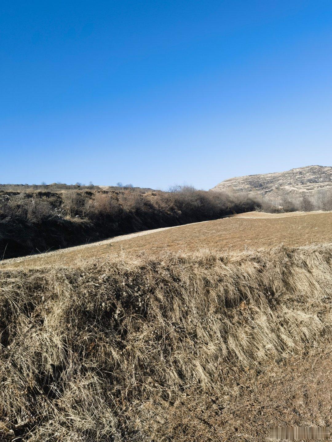 好多年没吃过这种野外的莓子，就在这些田埂上。夏天的时候，到处都有。野草莓比人工草