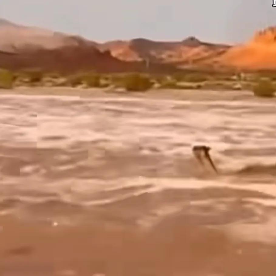 撒哈拉沙漠经历50年来罕见洪灾。导致20多人死亡！

气候变暖引发的灾害再次敲啲