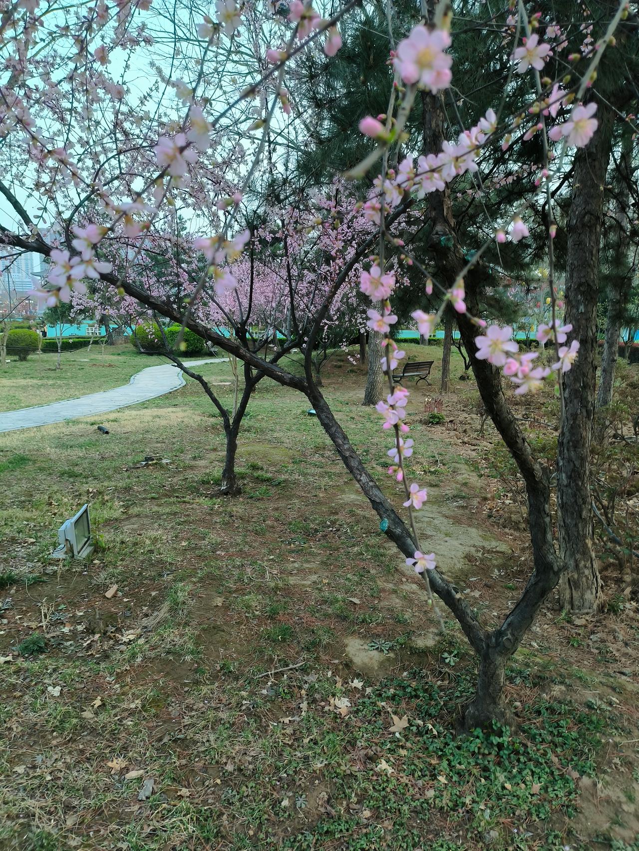 梦想成真芬芳原创七言绝句分享 

郊野春行吟

晴光催暖破寒烟，

漫野芳英绣翠