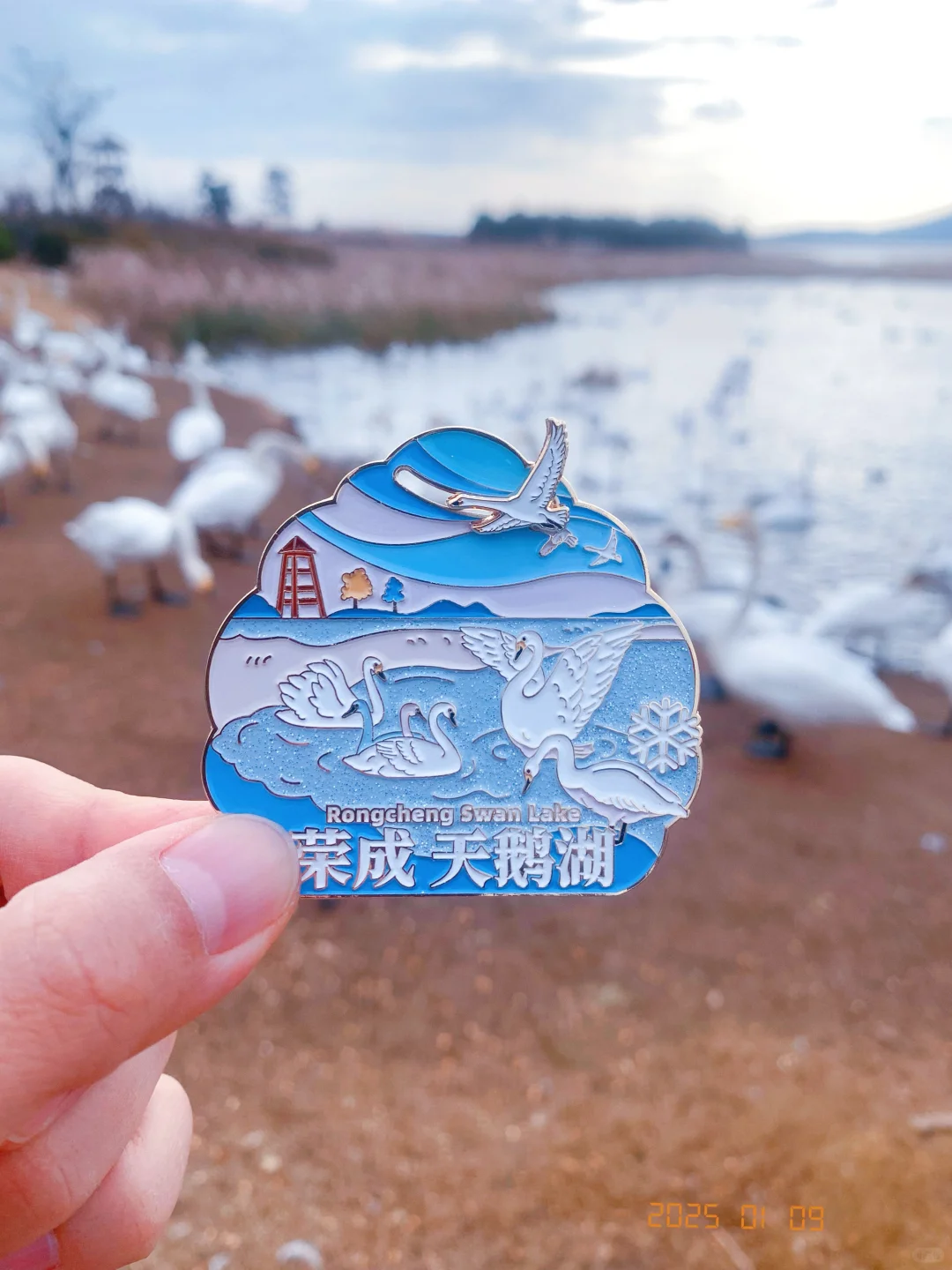 威海天鹅，飞起来了！