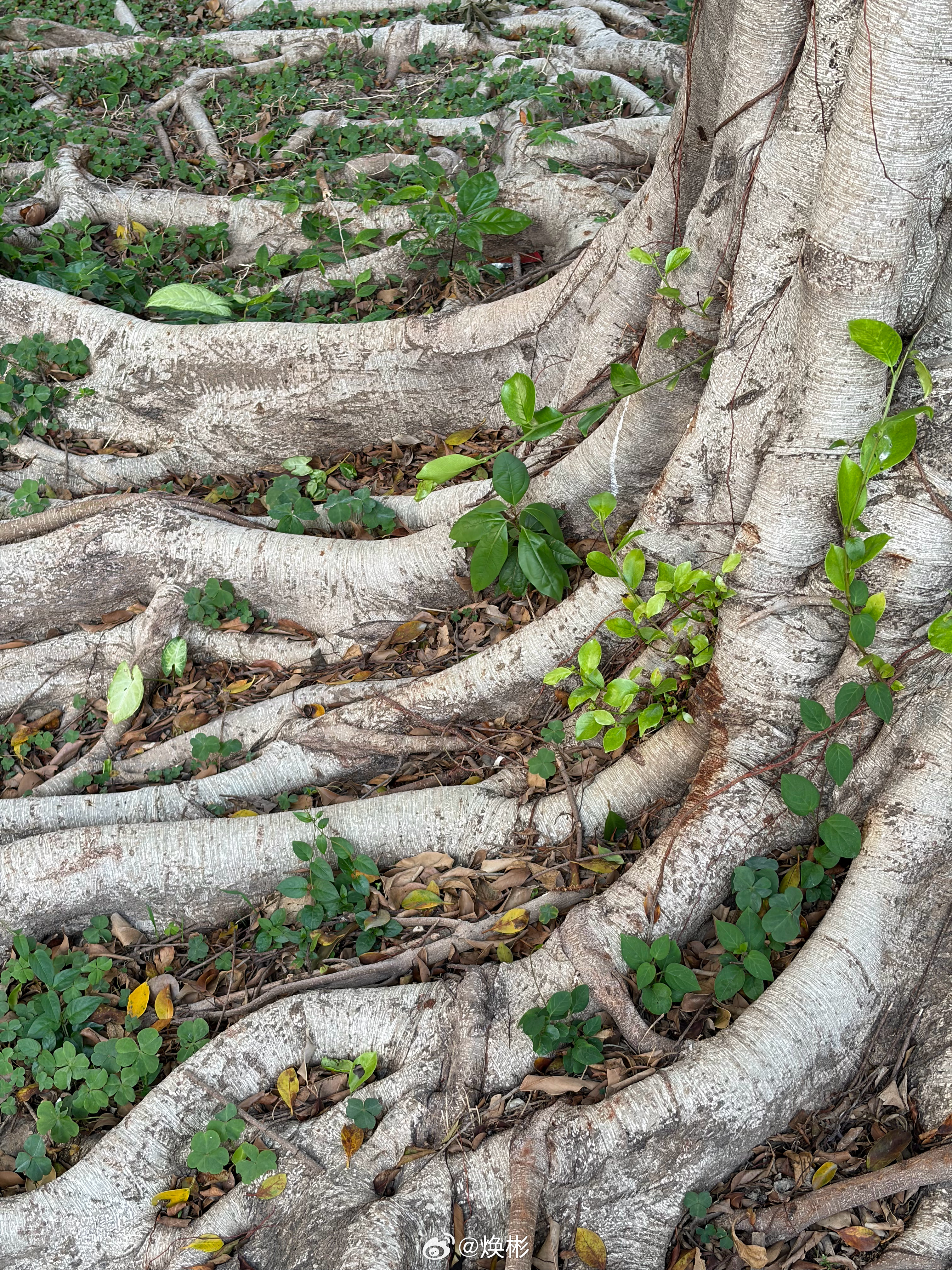 大彬子今天傍晚在公园走路散步，看到一个中年帅哥，长得还挺俊朗的，身材外貌发型都不