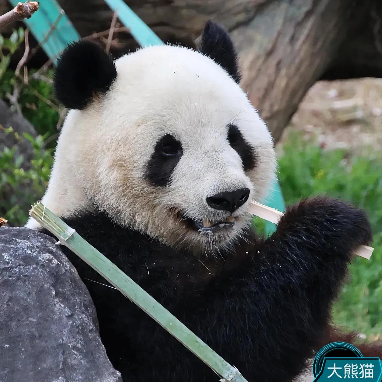 近期，日本提出想再租借中国的大熊猫，大熊猫说：要我再去日本？去了和小朋友玩儿可以