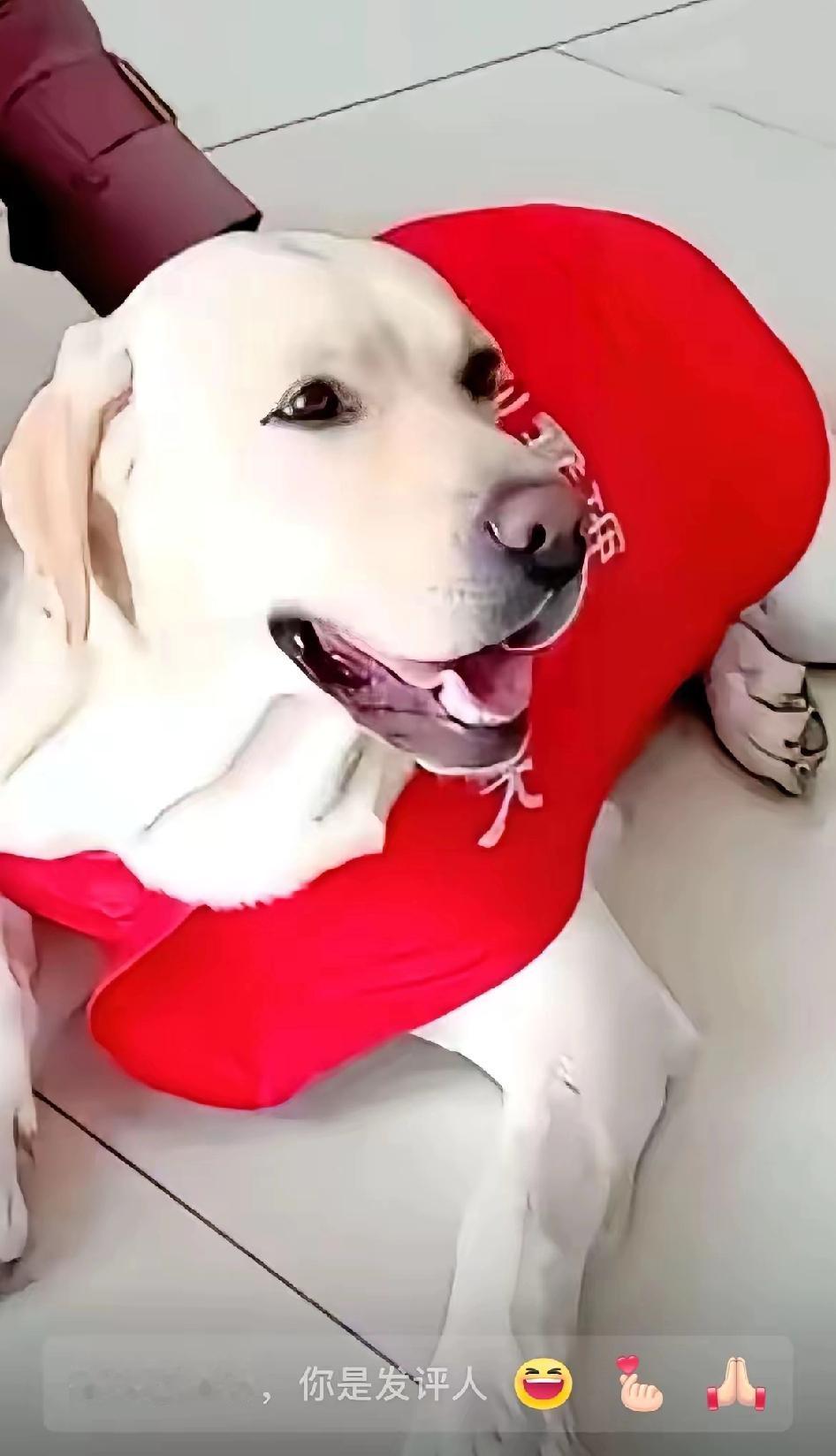 芬迪的好消息来了[鼓掌][鼓掌][鼓掌]
 
此刻我激动得热泪直流，敲字的手都在