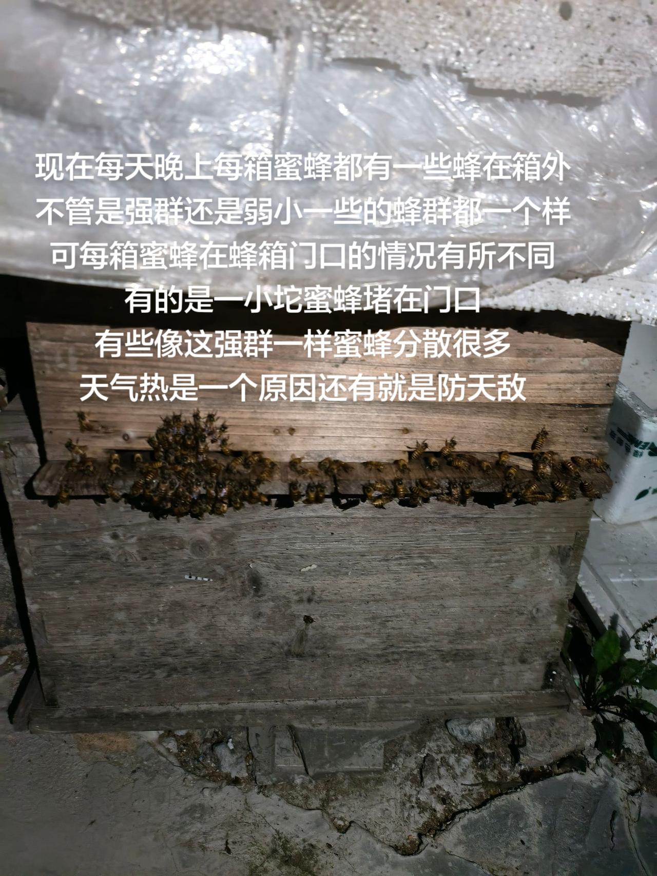 现在每天晚上每箱蜜蜂都有一些蜂在箱外
不管是强群还是弱小一些的蜂群都一个样
可每