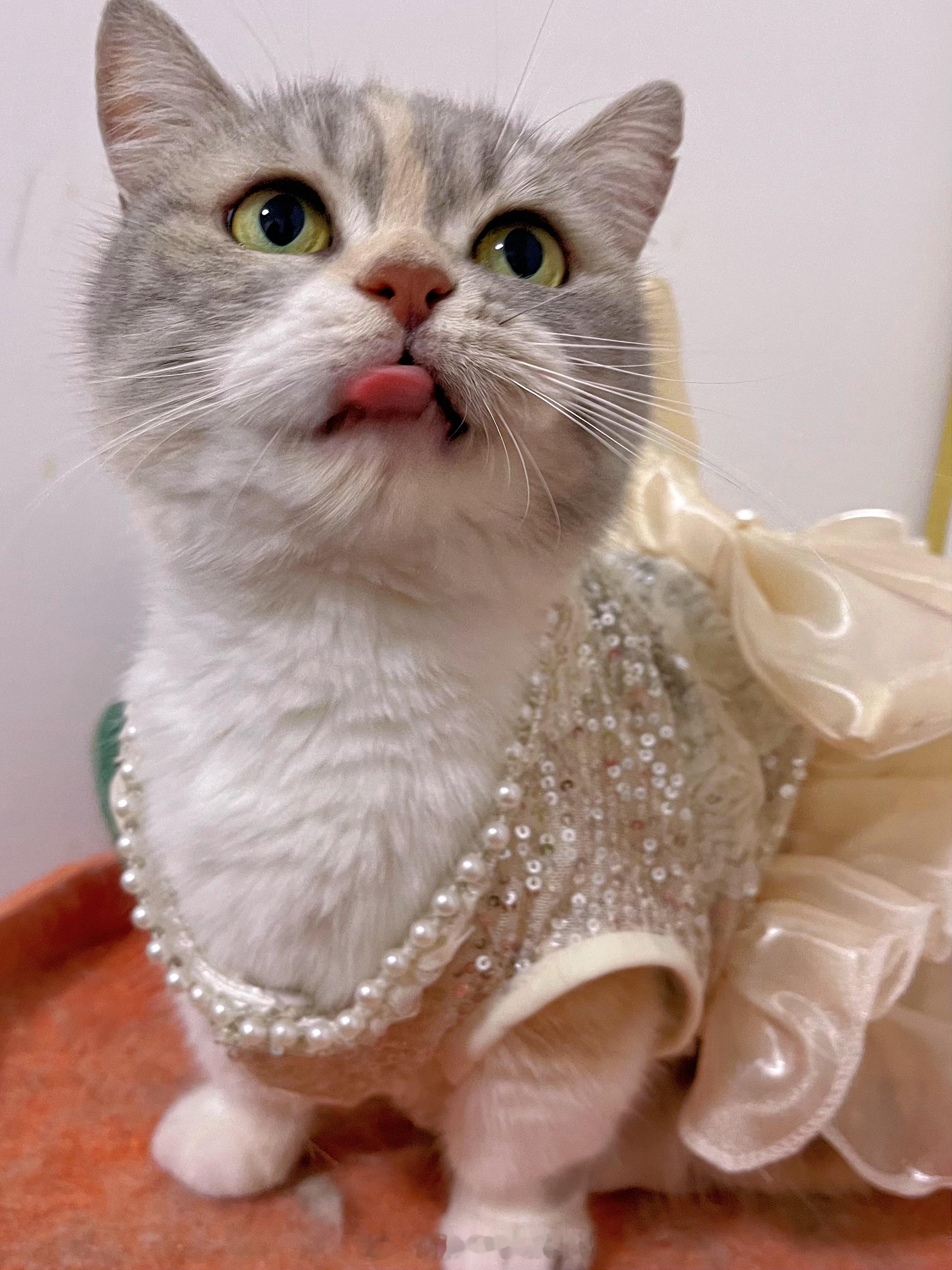 猫中花魁日常吸猫