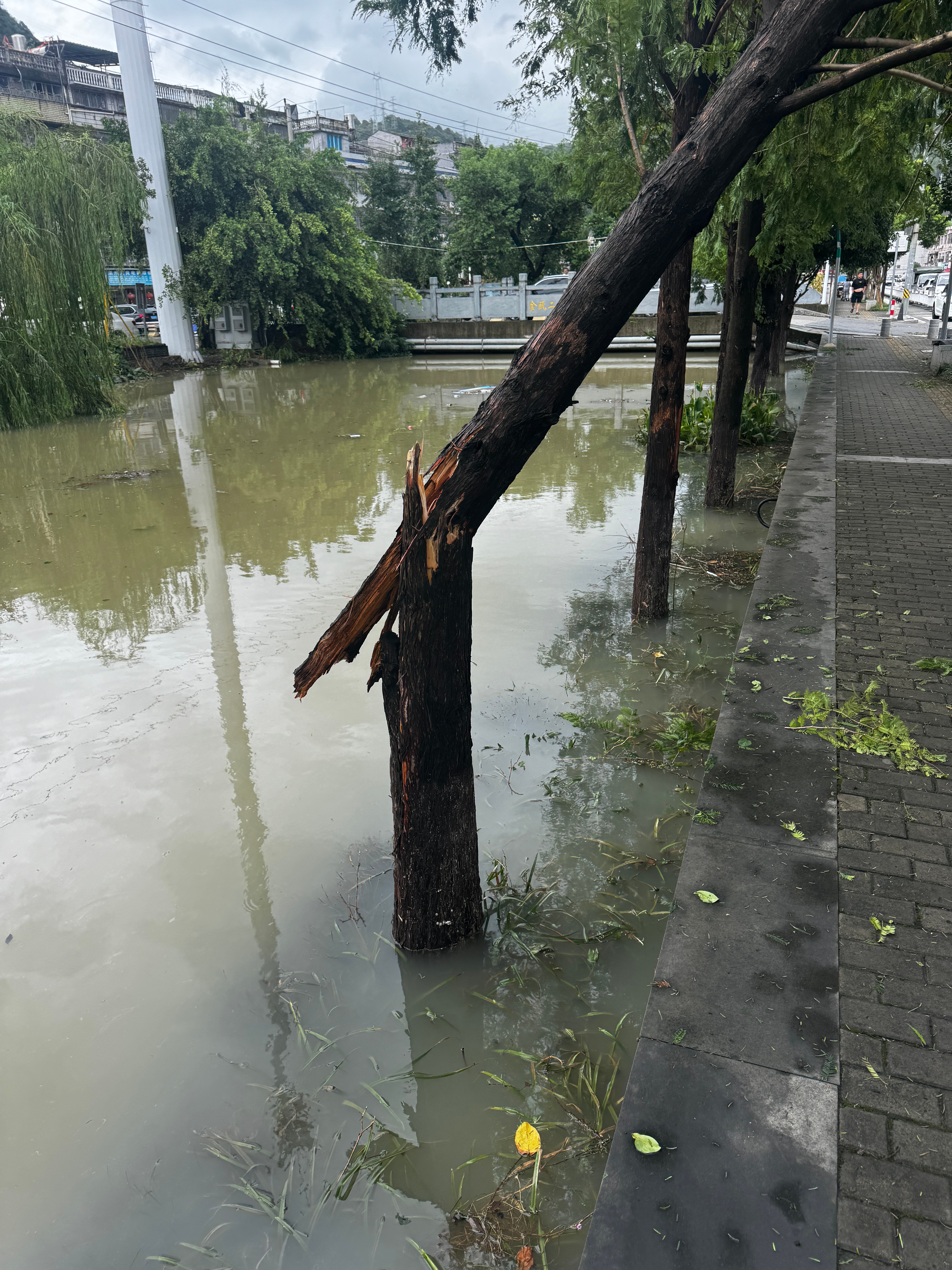 小区边上的河道昨晚水基本上到步行道上了，还好后面没有继续下大雨，不然小区真的要被