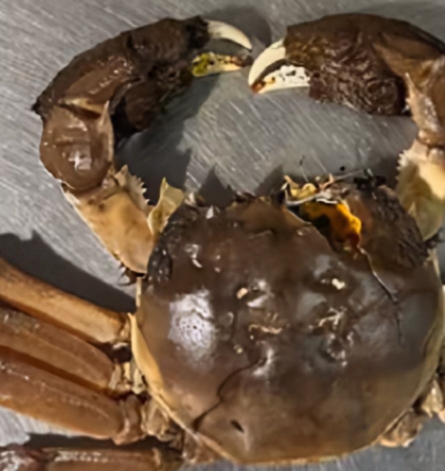 美国人真怕了，自从引进亚洲淡水鱼来治理河道，导致亚洲淡水鱼泛滥成灾，把不爱吃亚洲