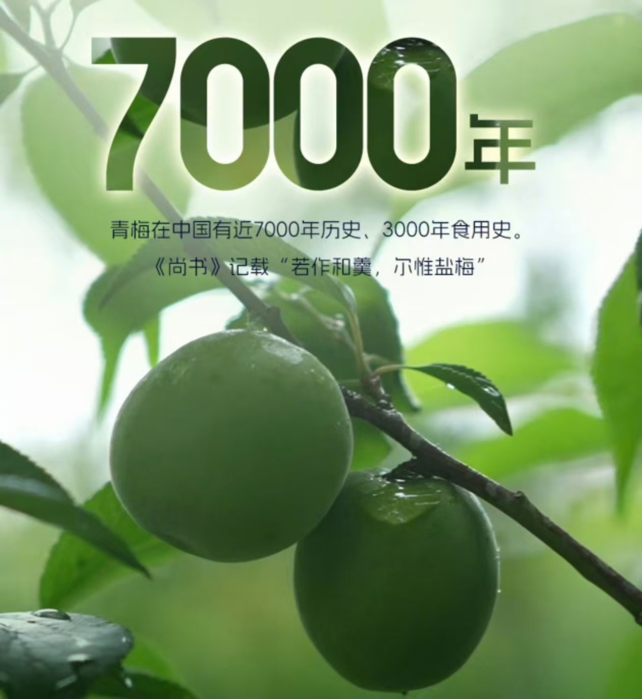 深耕青梅产业二十余载，三十万亩种植基地落地各地，带动众多农户增收。数字化生产赋能
