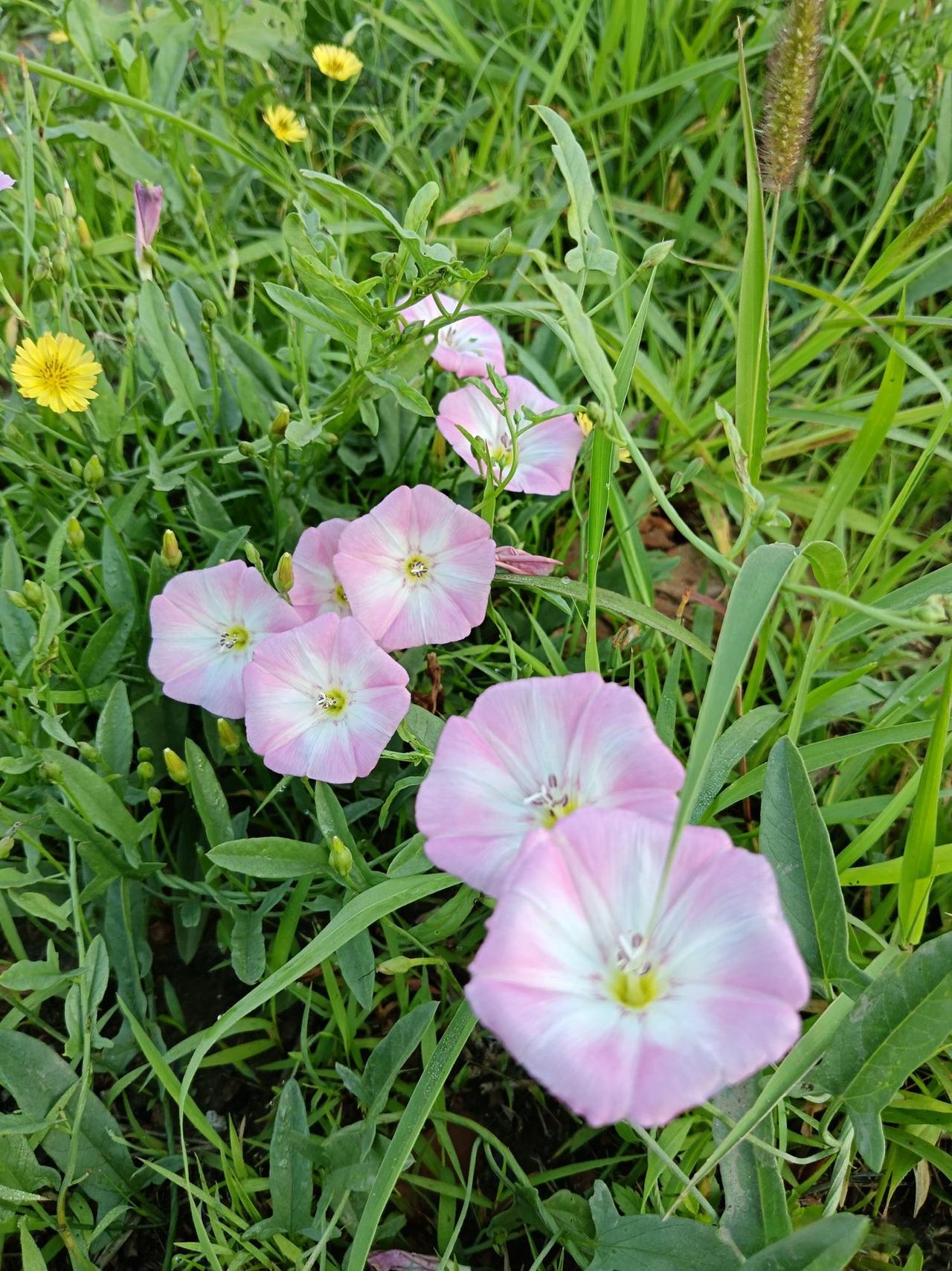 感觉小时候的牵牛花现在越来越少见了