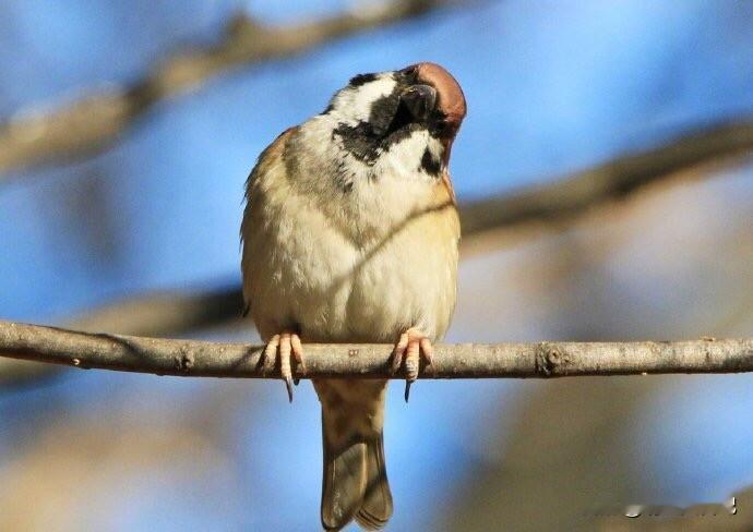 公园里遇到的麻雀，发现被拍了还比了个耶[耶]