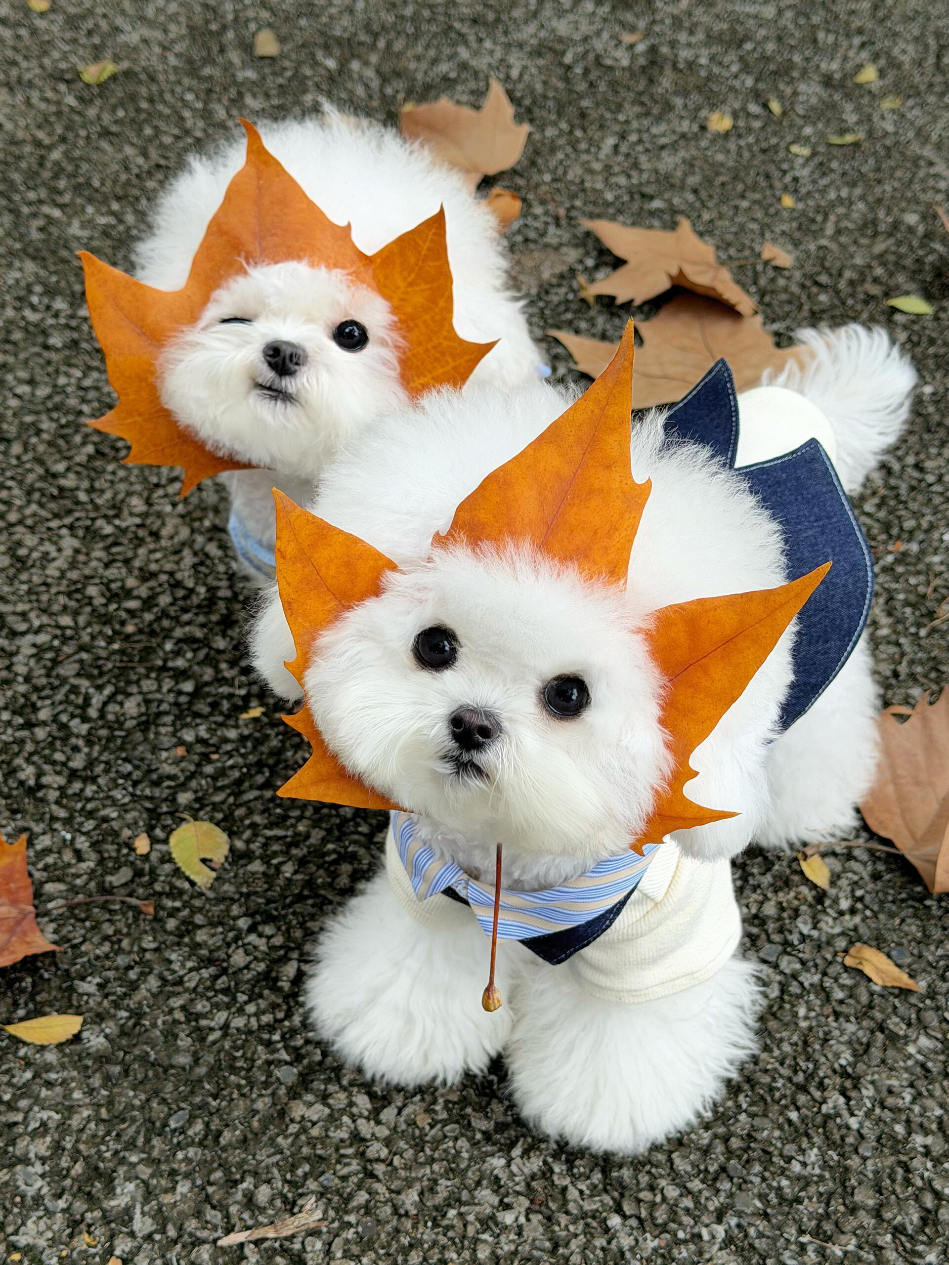 枫叶小狗🍁 ​​​