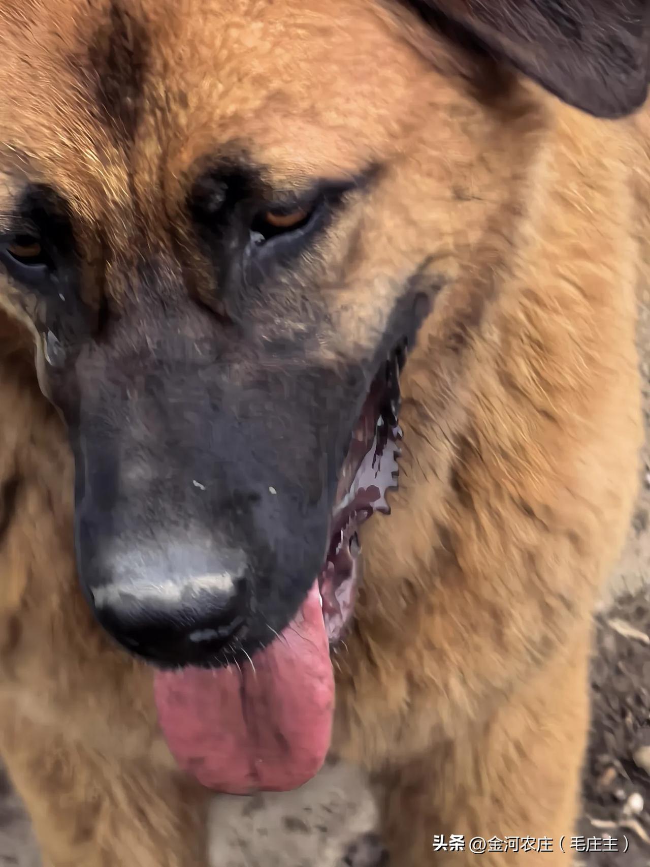 中华田园犬🙏🙏🙏