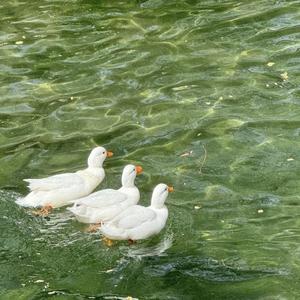三鸭成川