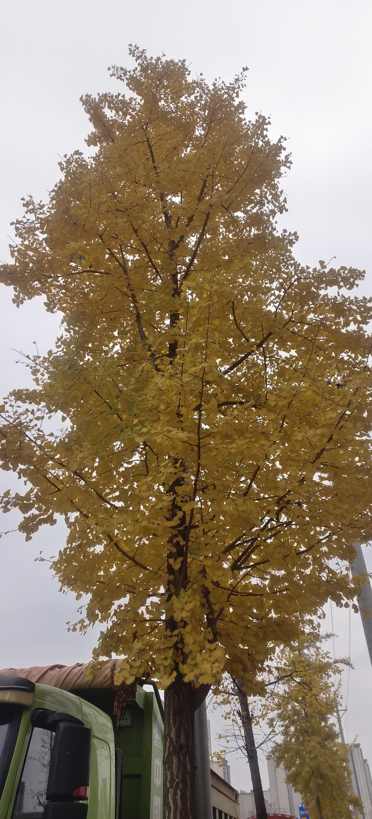 叶的离开是风的无情还是树的不挽留？
冬天来了，树叶黄了，银杏树的树叶🌿慢慢的脱