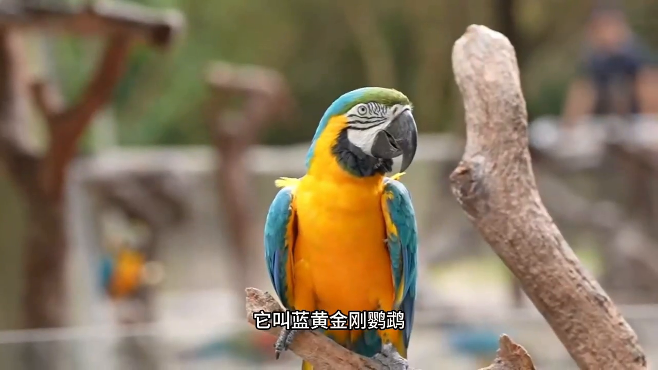 鹦鹉界颜值天花板