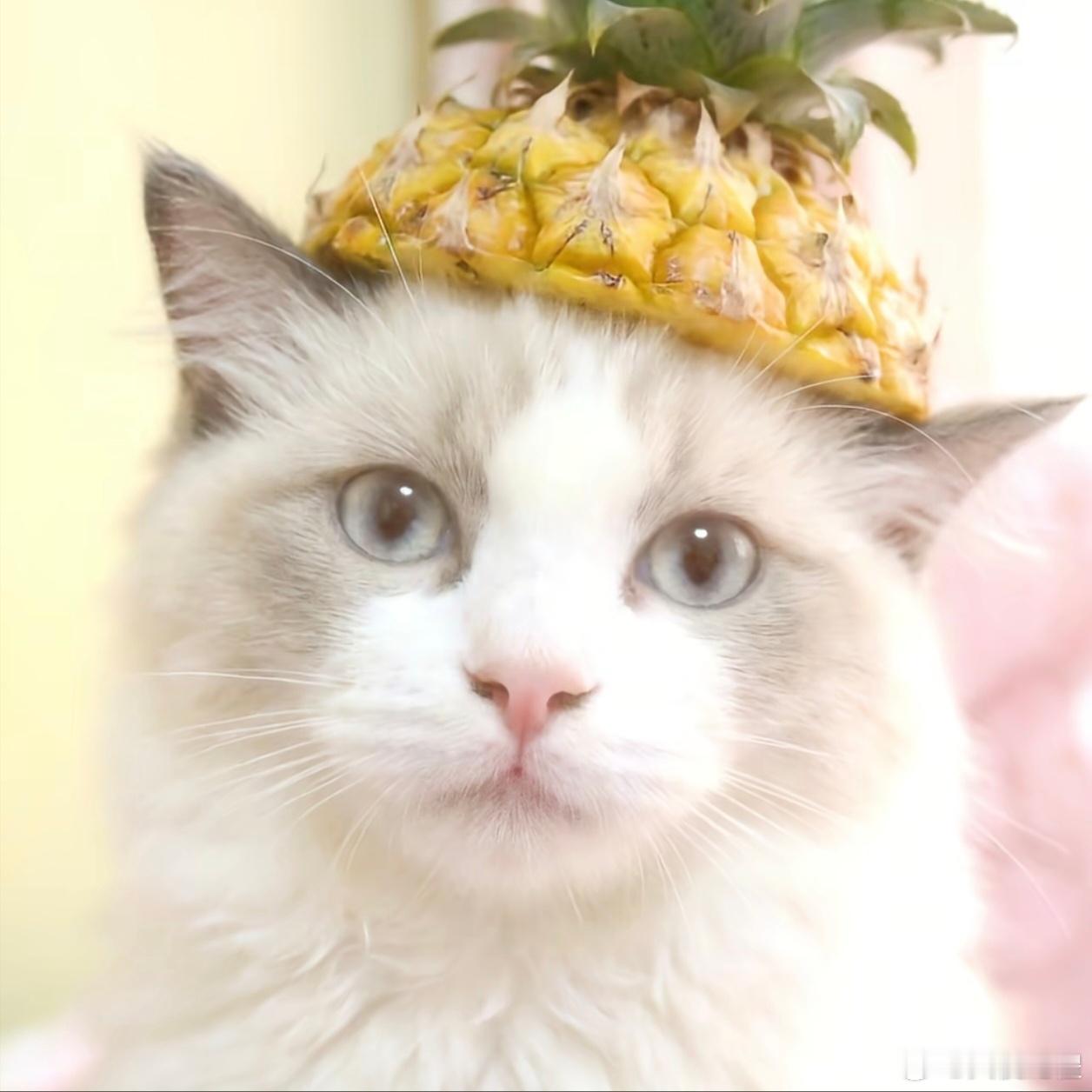 谁不想急头白脸的拥有一只猫呢 