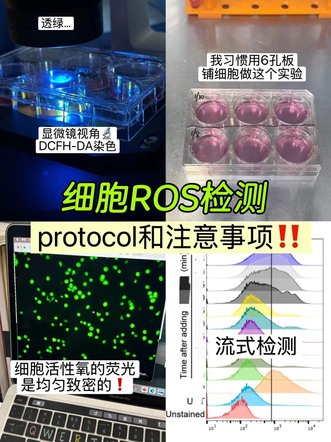 细胞ROS检测：protocol和染色技巧～