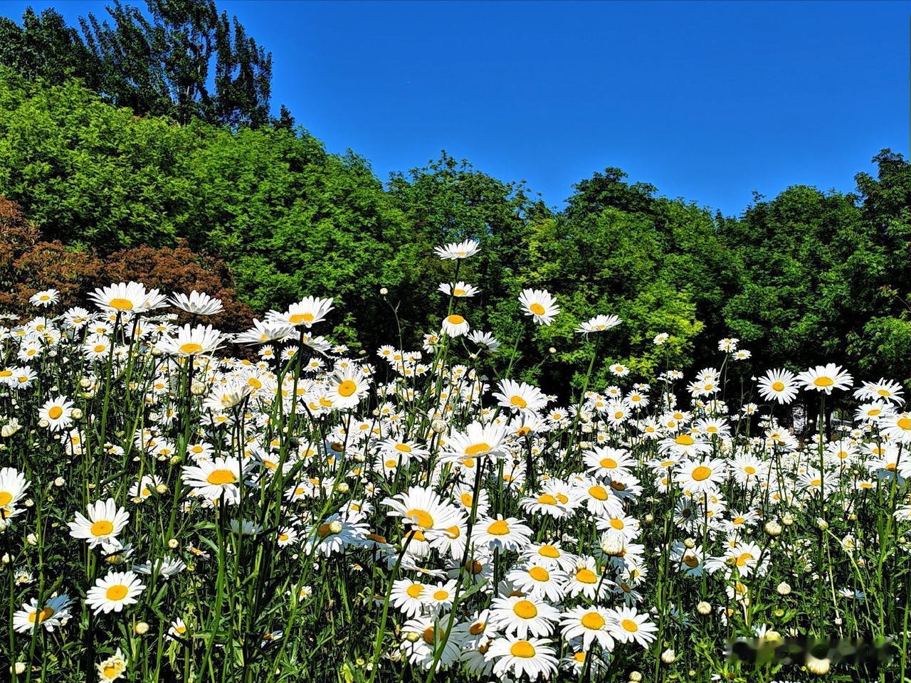 白花如雪映晴空，绿树掩映入画中。🌼🌿🌞