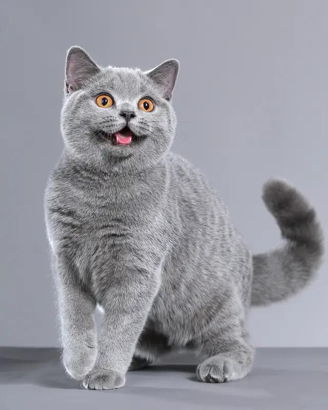 告诉你们一个更炸裂的冷知识，

99%的猫，

在深夜你睡着以后，

都会悄悄跳