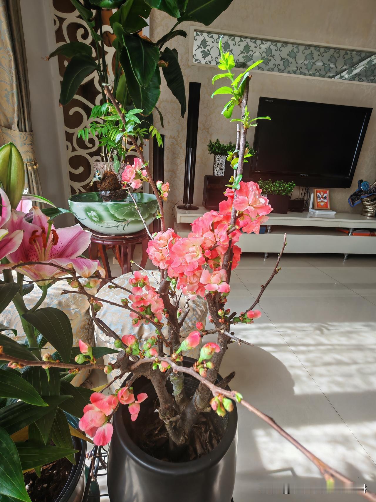 晒图笔记大赛大年初一，儿子七年来第一次在国内过春节，可惜两个可爱的侄女们都在美国