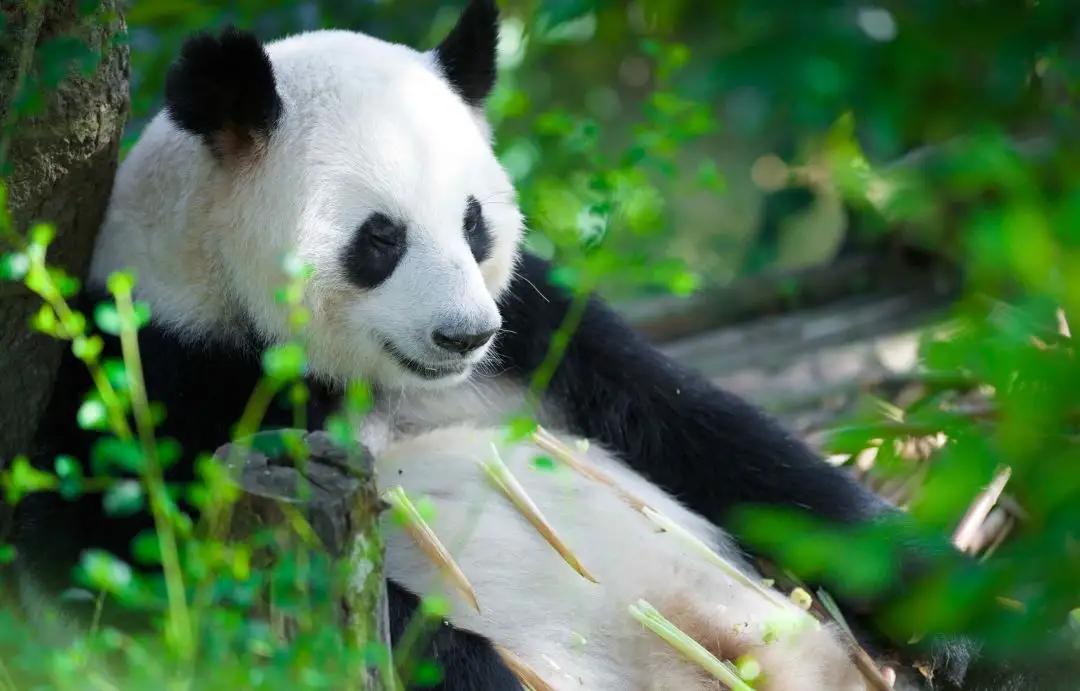 一大早就刷到大熊猫花花的妈妈“成功”离世了，心里一阵疼痛。曾经专门去看过成功，很