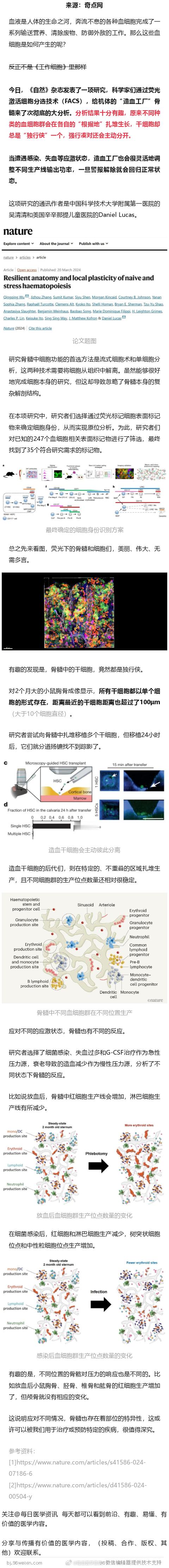 《自然》：骨髓造血过程出人意料！中国科学家揭秘骨髓造血结构，原来不同血细胞会抱团