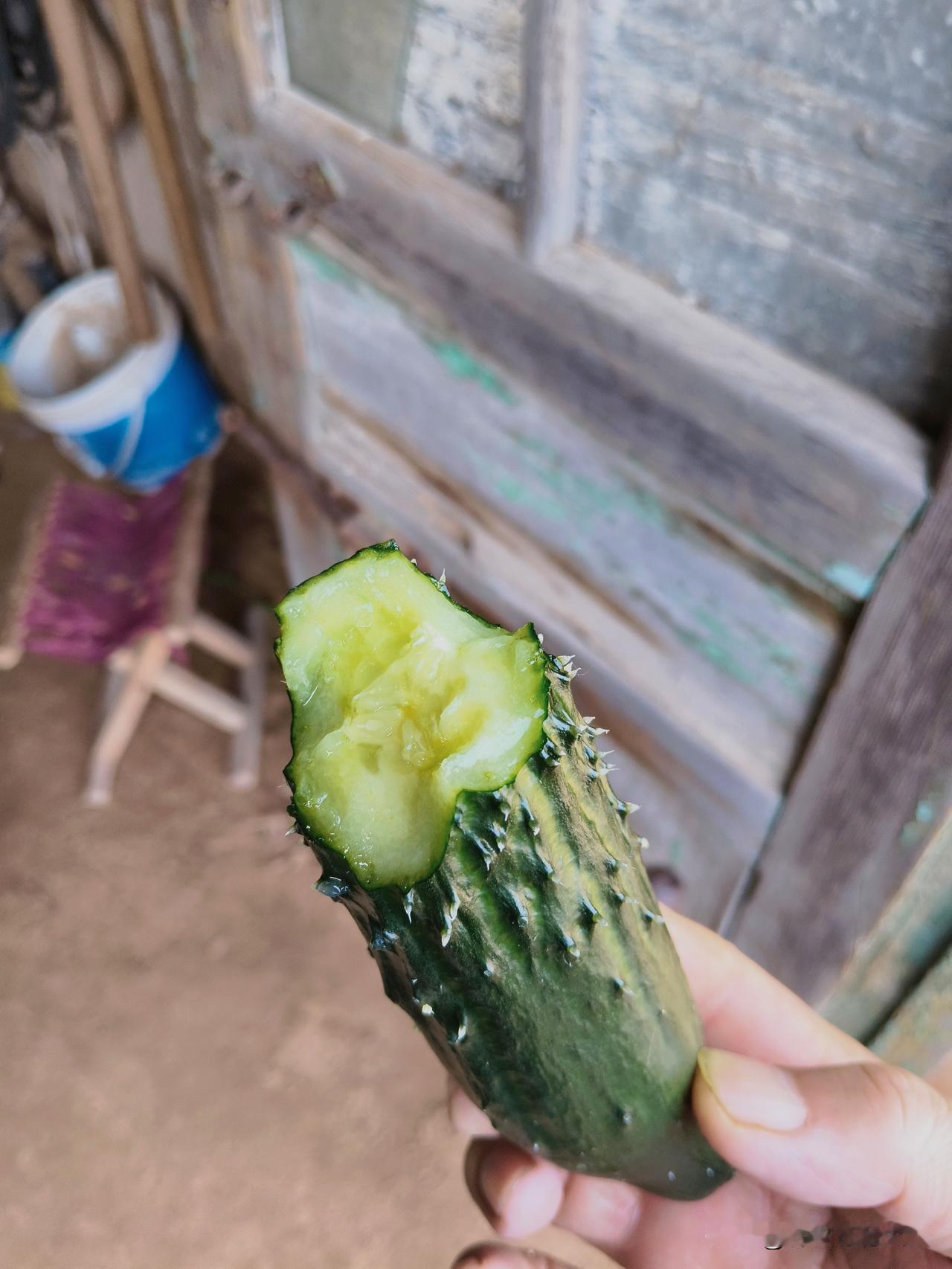 假期最后一天，去朋友表妹的大棚里摘黄瓜。
表妹抱着外甥孙女，从家里赶来，打开大棚