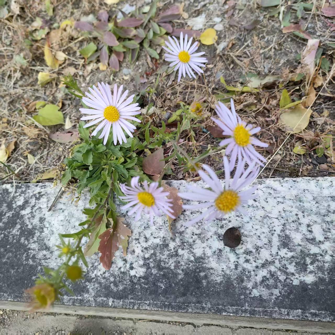 残秋野菊
文/邰洪艳
已无红绿做芳邻，颜色清芬更自珍。
过客匆匆疑惑久，野花寂寂