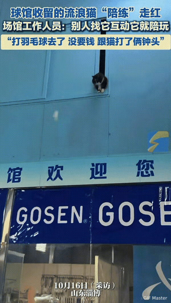 万物皆有灵性！山东，球馆的工作人员看流浪猫可怜就收留了它，可是没想到啊它是一只报