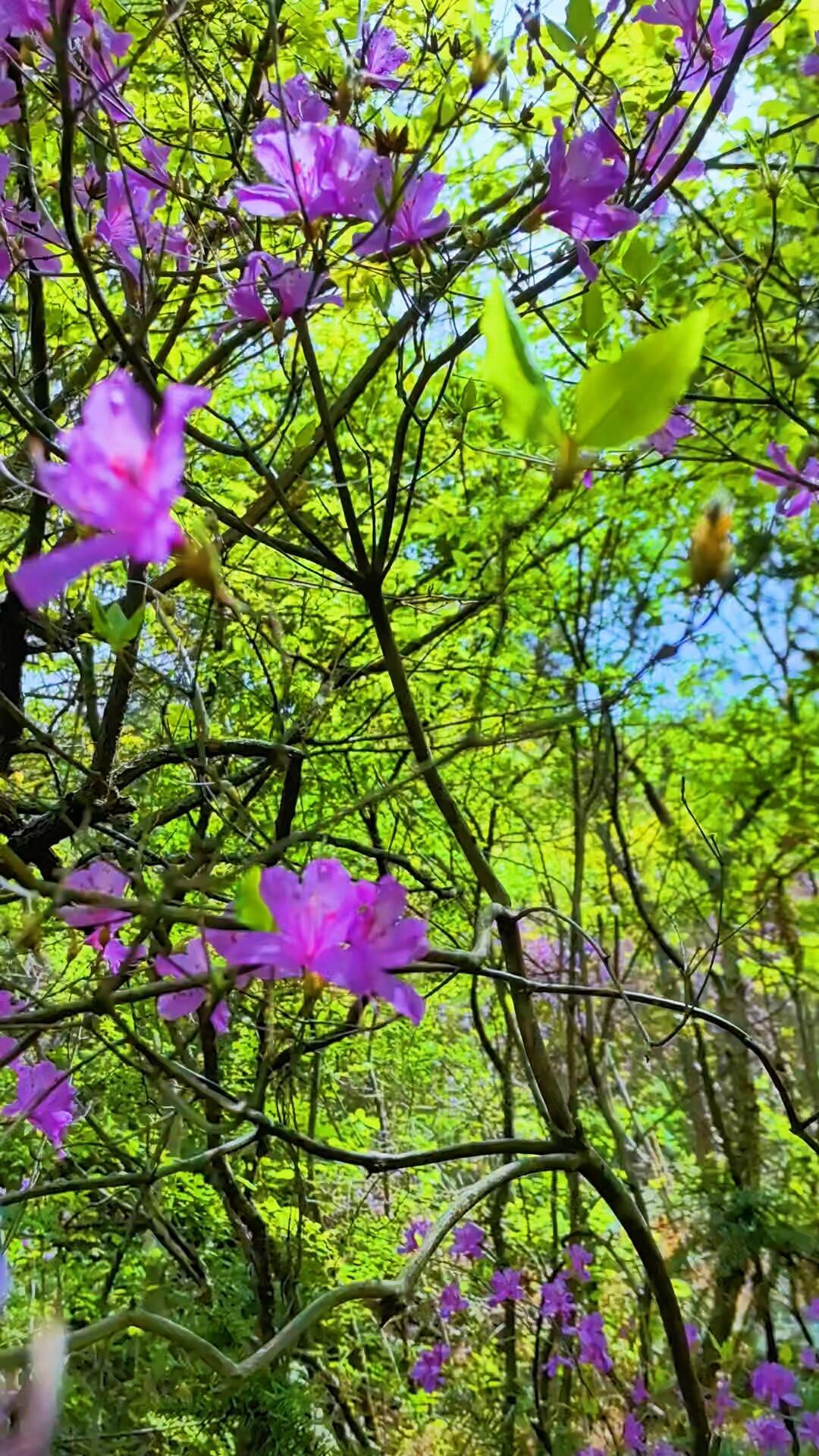 万绿丛中，那点点粉红是悄悄冒出来的。层层叠叠的绿——深绿的樟、翠绿的竹、碧绿的冬