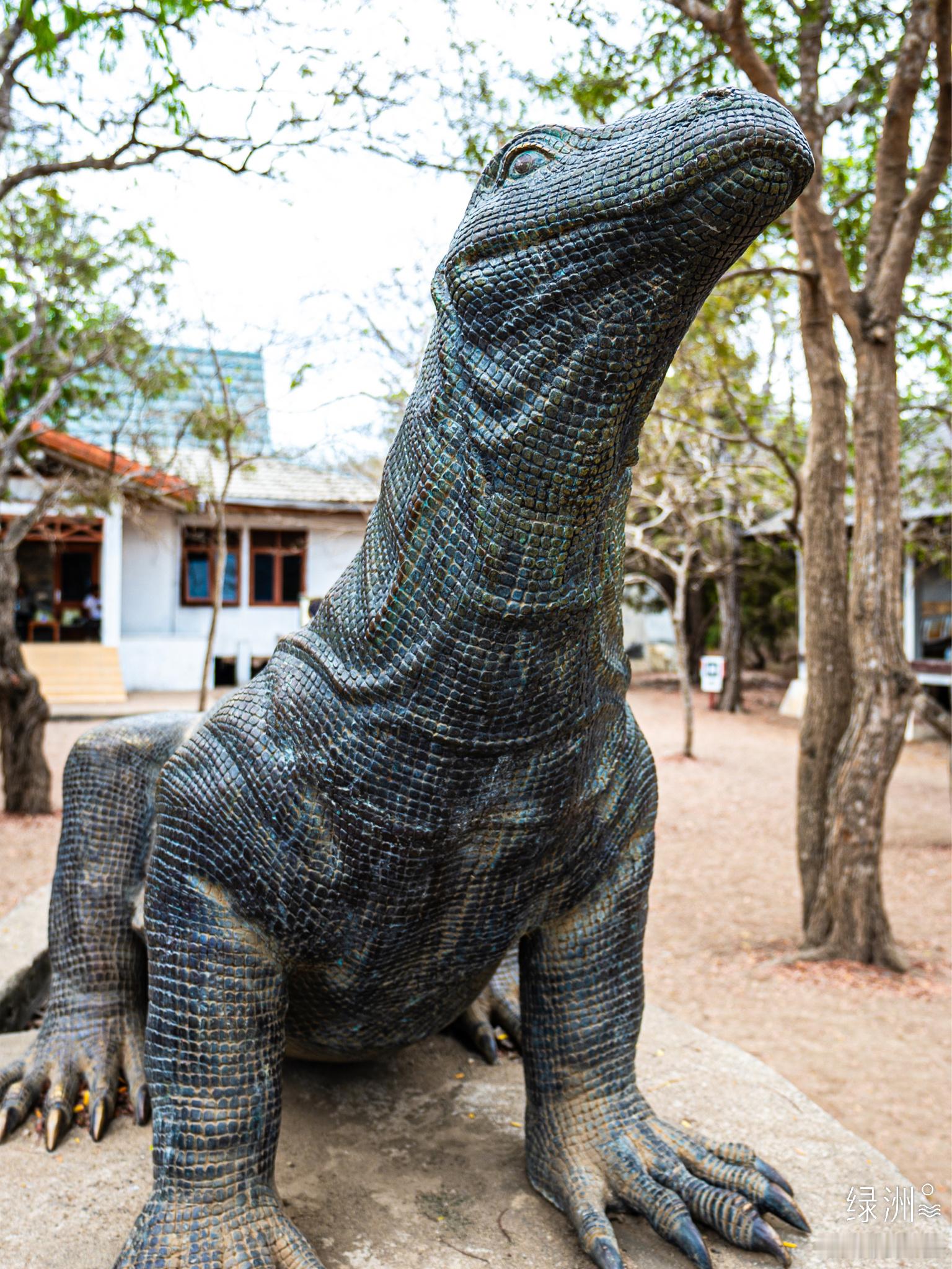 科莫多龙 印尼｜科莫多#用照片来讲故事#  